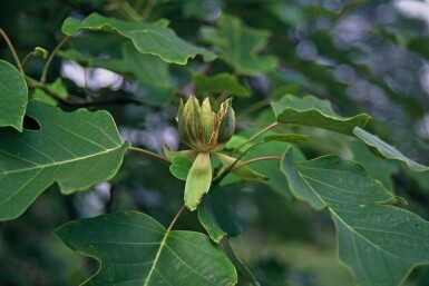 Amerikaanse tulpenboom Liriodendron tulipifera Struik 30-40 Pot C5