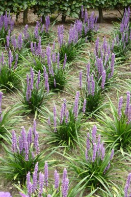 Liriope muscari Liriope muscari 'Moneymaker' 5-10 Pot 9x9 cm (P9)