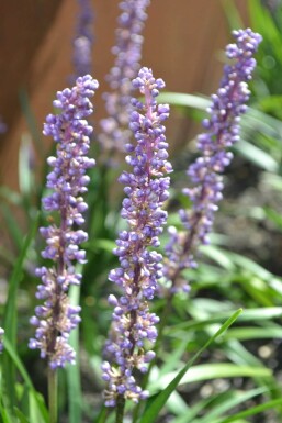 Liriope muscari Liriope muscari 'Moneymaker' 5-10 Pot 9x9 cm (P9)