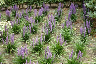 Japansk skilla Liriope muscari 'Moneymaker' 5-10 potte P9