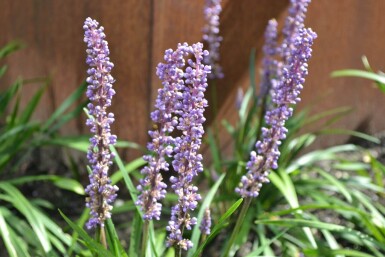 Japansk skilla Liriope muscari 'Moneymaker' 5-10 potte P9