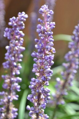 Leliegras Liriope muscari 'Moneymaker' 5-10 Pot P9