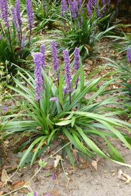 Japansk skilla Liriope muscari 'Moneymaker' 5-10 potte P9