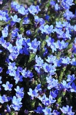 Lithodora diffusa 'Heavenly Blue'