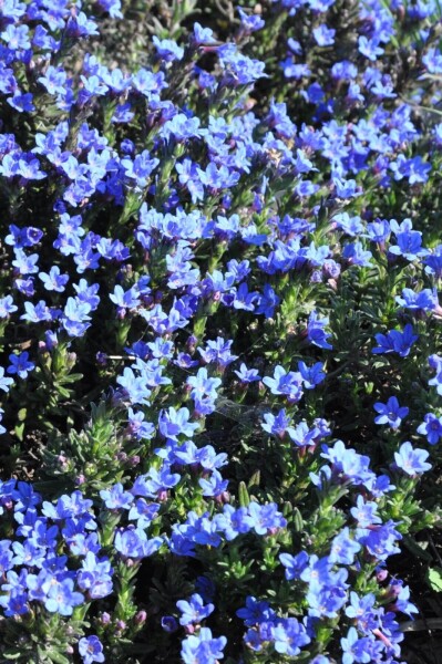 Lithodora diffusa 'Heavenly Blue'