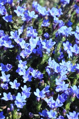 Steinsame Lithodora diffusa 'Heavenly Blue' 5-10 Topf 9x9 cm (P9)