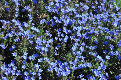 Steinsame Lithodora diffusa 'Heavenly Blue' 5-10 Topf 9x9 cm (P9)