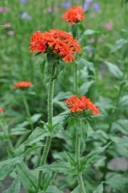 Tjærenellike Lychnis chalcedonica 5-10 potte P9