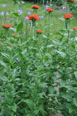 Lychnis chalcedonica Studentnejlika 5-10 i kruka P9