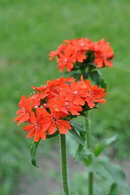 Lychnide de Chalcédoine Lychnis chalcedonica 5-10 Pot 9x9 cm (P9)