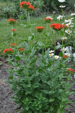 Lychnis chalcedonica Studentnejlika 5-10 i kruka P9