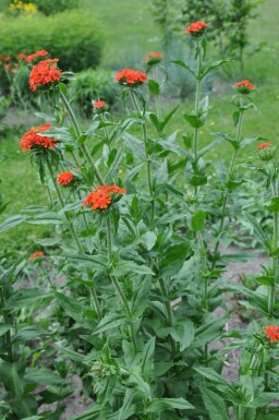 Lychnis chalcedonica Studentnejlika 5-10 i kruka P9