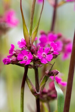 Lychnis viscaria 'Splendens' Tjärblomster 5-10 i kruka P9