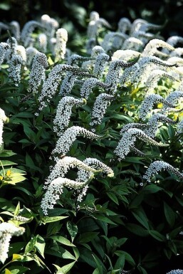 Lysimachia clethroides