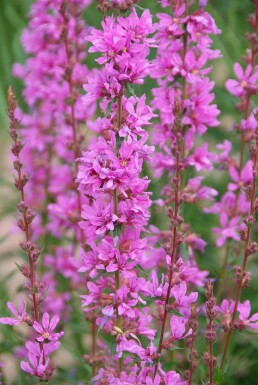 Blut-Weiderich Lythrum salicaria 'Robert' 5-10 Topf 9x9 cm (P9)