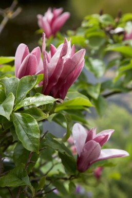 Rote Tulpenmagnolie Magnolia 'Susan' Strauch 20-30 Topf 3 ltr. (C3)