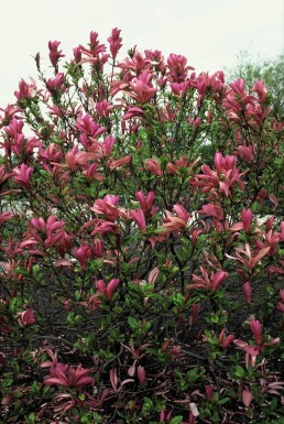 Rote Tulpenmagnolie Magnolia 'Susan' Strauch 20-30 Topf 3 ltr. (C3)