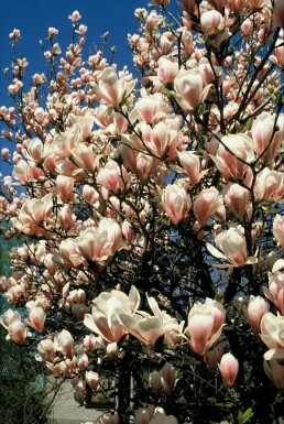 Beverboom Magnolia soulangeana Struik 20-30 Pot C2