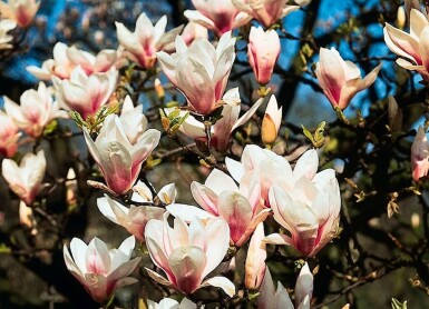 Beverboom Magnolia soulangeana Struik 20-30 Pot C2