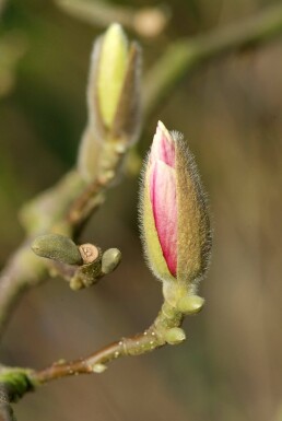 Beverboom Magnolia soulangeana Struik 20-30 Pot C2