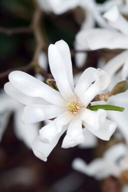 Stermagnolia Magnolia stellata Struik 20-30 Pot C2