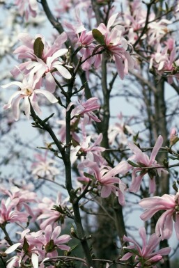 Stermagnolia Magnolia stellata 'Rosea' Struik 60-80 Pot C12