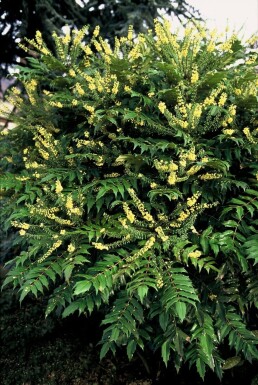 Mahoniestruik Mahonia media 'Winter Sun' Struik 20-30 Pot C3