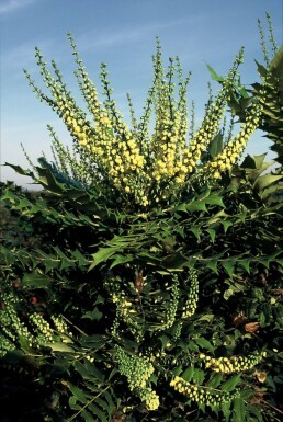 Buskmahonie Mahonia × media 'Winter Sun' busk 20-30 potte C3