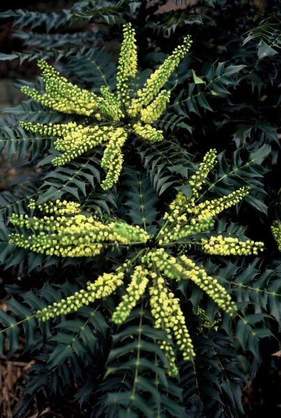 Mahonia media 'Winter Sun'