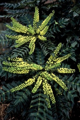 Mahonia × media 'Winter Sun' Vintermahonia buske 20-30 i kruka C3