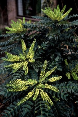 Mahonia × media 'Winter Sun' Vintermahonia buske 20-30 i kruka C3