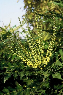 Mahonia × media 'Winter Sun' Vintermahonia buske 20-30 i kruka C3