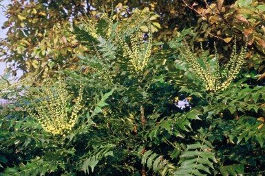 Mahonia × media 'Winter Sun' Vintermahonia buske 20-30 i kruka C3