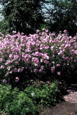 Malva alcea 'Fastigiata' Rosenmalva 5-10 i kruka P9