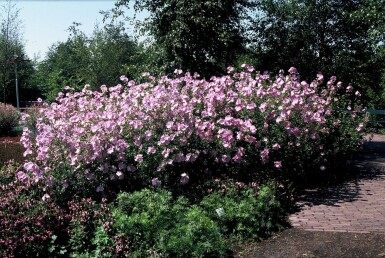 Kaasjeskruid Malva alcea 'Fastigiata' 5-10 Pot P9