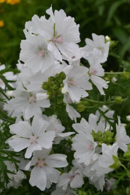 Malva moschata 'Alba' Myskmalva 5-10 i kruka P9