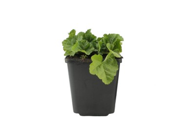 Malva moschata 'Alba' Myskmalva 5-10 i kruka P9