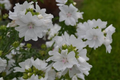 Moskuskatost Malva moschata 'Alba' 5-10 potte P9