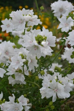 Malva moschata 'Alba' Myskmalva 5-10 i kruka P9