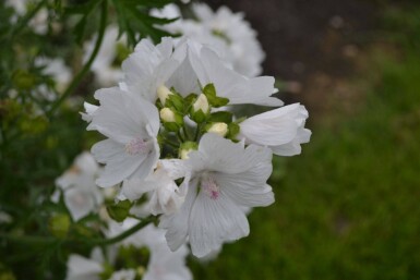 Malva moschata 'Alba' Myskmalva 5-10 i kruka P9