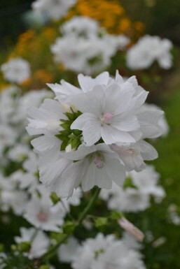 Malva moschata 'Alba' Myskmalva 5-10 i kruka P9