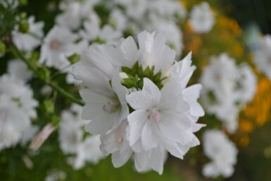 Moskuskatost Malva moschata 'Alba' 5-10 potte P9