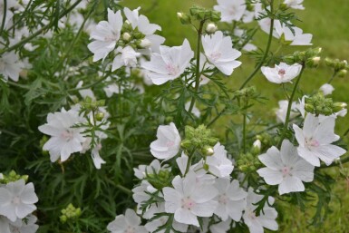 Malva moschata 'Alba' Myskmalva 5-10 i kruka P9