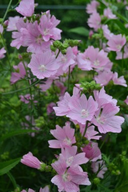 Moskuskatost Malva moschata 'Rosea' 5-10 potte P9