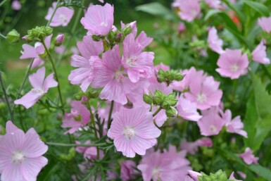 Malva moschata 'Rosea' Myskmalva 5-10 i kruka P9