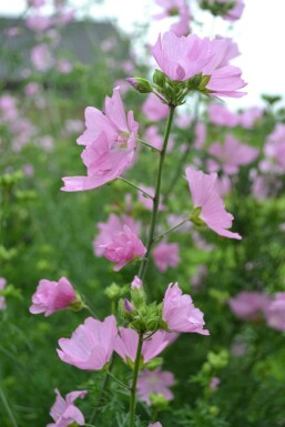 Moskuskatost Malva moschata 'Rosea' 5-10 potte P9