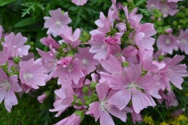 Moskuskatost Malva moschata 'Rosea' 5-10 potte P9