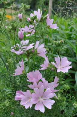 Malva moschata 'Rosea' Myskmalva 5-10 i kruka P9