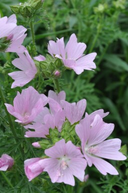 Moskuskatost Malva moschata 'Rosea' 5-10 potte P9