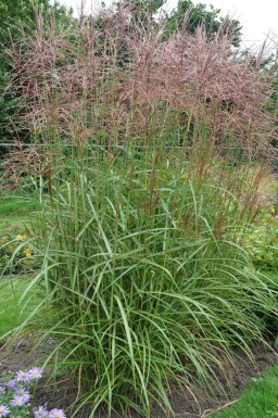 Chinaschilf Miscanthus sinensis 'Ferner Osten' 5-10 Topf 9x9 cm (P9)